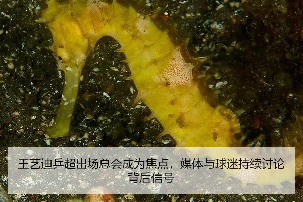 王艺迪乒超出场总会成为焦点，媒体与球迷持续讨论背后信号（aitiyu）